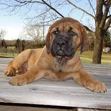 Big, beautiful english mastiff puppies! Mastador Puppies Available At Covenant Farm Puppies