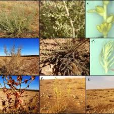 Image result for Caroxylon littoralis