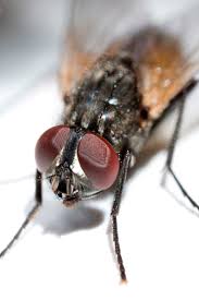 House flies and other larger flies that usually infest a house can live for days, maybe even months. How Long Do Flies Live Clegg S Pest Control