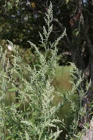 Image result for Melanospermum foliosum