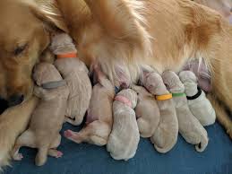 Golden retriever · san francisco, ca. Bay Area Golden Retrievers Home Facebook