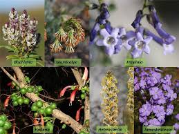 Image result for Scrophulariaceae