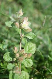 Image result for Glinus lotoides