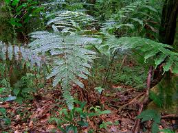 Image result for Pteris friesii