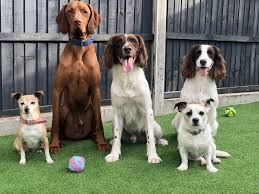 *play groups are currently suspended until the weather warms and covid spikes reduce*. Holidogs Hounds Dog Playgroups Dog Friendly Day Care Sitter