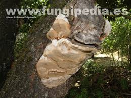 Image result for Phellinus pomaceus