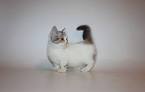 7 Short Facts About Munchkin Cats | Mental Floss