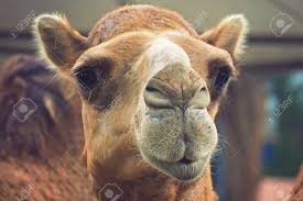 Select from premium camel family of the highest quality. Funny Camel Pictures