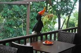 Ever since it has been managed by dbkl (city hall) until its. Kuala Lumpur Bird Park Taman Burung Kuala Lumpur Kuala Lumpur Tickets Tours Book Now