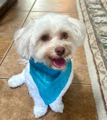 Where to buy Geisha coffee beans in Panama?