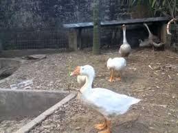 Gambar bebek itik dan angsa. Bebek Soang Angsa Youtube