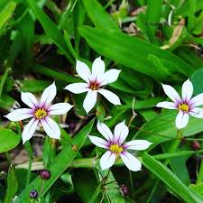 Image result for Sisyrinchium micranthum