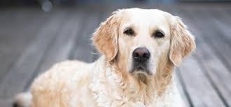Pancreatitis in dogs can be potentially fatal. Dog Pancreatitis Symptoms And What To Do Metropolitan Veterinary Associates
