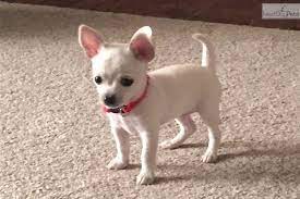 Merle chihuahua puppies for sale california. Gorgeous Teacup With Champion Bloodlines Chihuahua Puppies Chihuahua Puppies For Sale Baby Chihuahua