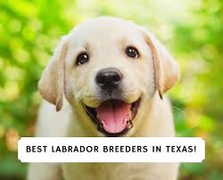 Cactus rose labradors specializes in labradors with proper conformation, sound temperament, and a passion for retrieving. 5 Best Labrador Breeders In Texas 2021 We Love Doodles