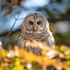 Image result for Anagallis kochii