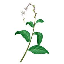 Image result for Petiveria