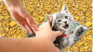 kotenok maks v uzhase pervyj raz na povodke video dlya detej progulka na kotenok domashnee zhivotnoe zhivotnye