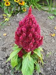 Celosia Cristata Black Rose Flower Beautiful Flowers Pretty Flowers