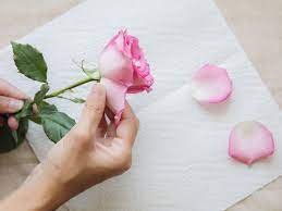 Petal synonyms, petal pronunciation, petal translation, english dictionary definition of petal. How To Harvest And Dry Rose Petals
