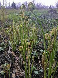 Fiddlehead ferns must be cooked. Fiddlehead Fern Poisoning A Case Report Sciencedirect