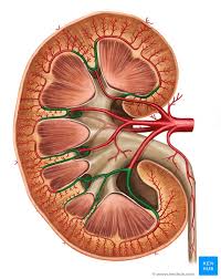 They are dorsal to the renal veins. Kidney Blood Supply Innervation And Lymphatics Kenhub