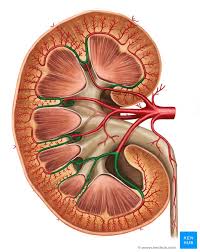 Oxygenated blood pumped by the heart passes through the aorta on its way to the kidneys. Kidney Blood Supply Innervation And Lymphatics Kenhub
