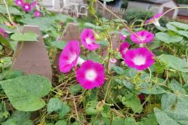 Maybe you would like to learn more about one of these? 15 Of The Best Common Morning Glory Varieties Gardener S Path