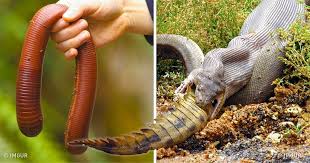 Scientists Show Us 11 Scary Creatures Living In Australia Australia Animals Scary Scary Animals Creatures