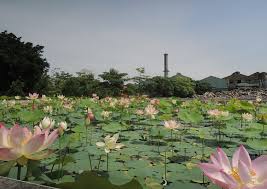 Where to buy lotus flower in singapore. Welcome To Taiwan Sugar Corporation Attractions