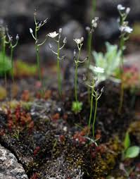 Image result for Drimia calcarata