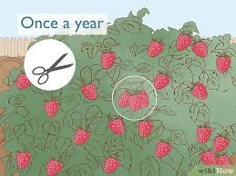 We did not find results for: How To Grow Raspberries With Pictures Wikihow