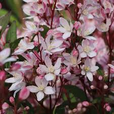 Image result for Deutzia