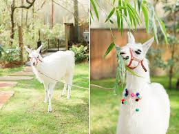 Few things are sweeter than seeing little children surrounded by the baby animals found at kids petting zoos. Llama Themed First Birthday Party Houston Family Photographer