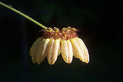 Image result for Bulbophyllum encephalodes