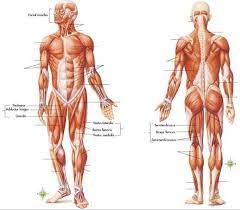 You've got around 650 muscles in your body, and they make up roughly half of your bodyweight. Diagram Of Muscles In Body Muscle Anatomy Pictures Images Stock Photos Depositphotos The Muscular System Contains Over Decoracion De Unas