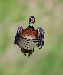 Drake Wood Duck Flight Photo By Peter Conway Harvestheart Wood Ducks Bird Hunting Animals