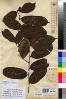 Image result for Chrysophyllum welwitschii