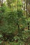 Image result for Synsepalum muelleri