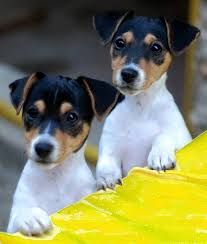 Full Grown Jack Russell Terrier Black And Brown Mobile Uploads Jack Russell Terrier Club Of America Jrtca Jack Russell Terrier Jack Russell Dogs