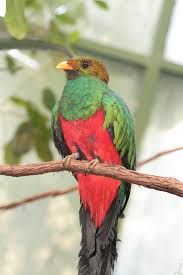 The avifauna of guatemala included a total of 768 species as of december 2019, according to bird checklists of the world. Quetzal Wikipedia