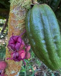 Image result for Hunteria myriantha