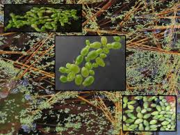 Image result for Wolffia globosa