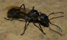 Winged Bullet Ant Paraponera Clavata Venezuela Ants Venezuela Wings
