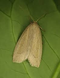 Image result for Chilodes maritima