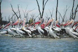 Our Planet" Fresh Water (TV Episode 2019) - IMDb