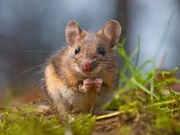 Read on to learn more about how to get rid of field mice. How To Keep Field Mice Out Of Your Lawn The Turfgrass Group Inc