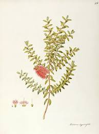 Image result for Melaleuca hypericifolia
