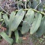 Image result for Calyptrochilum