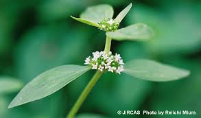 Image result for Mitracarpus